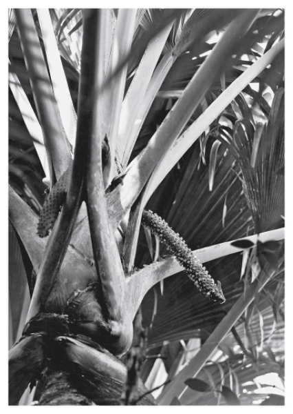 No. 316 Coco de Mer